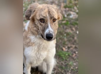 Notfall Mali, erfahrene Menschen für einen Tramhund gesucht
