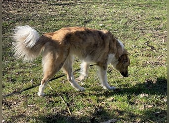 Notfall Mali, erfahrene Menschen für einen Tramhund gesucht