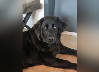 Bruno, sehr sozialer, menschenbezogener Jungrüde