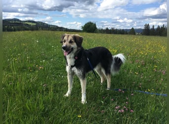 Frieda, sehr hübsche aktive Hündin sucht liebe Menschen
