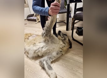 Kimi, sehr soziale, liebe und katzenfreundliche Hündin sucht