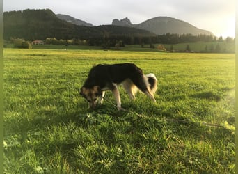 Frieda, sehr hübsche aktive Hündin sucht liebe Menschen