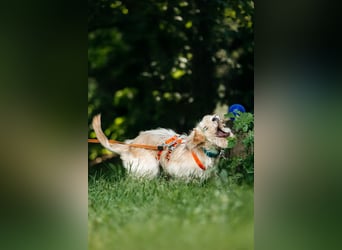 Fröhliche Lulu sucht ihre Familie