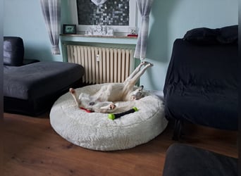 Ciro: wer gibt ihm Halt und Sicherheit?