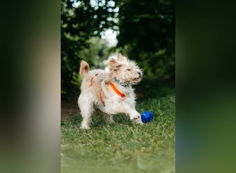 Fröhliche Lulu sucht ihre Familie