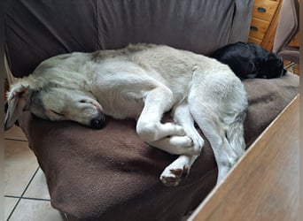 Ciro: wer gibt ihm Halt und Sicherheit?