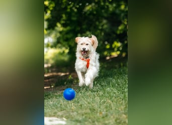 Fröhliche Lulu sucht ihre Familie