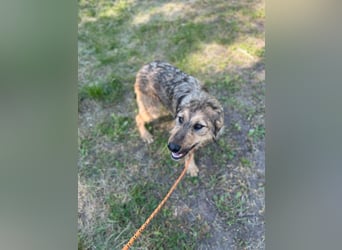 Viola - freundliches, verspieltes Hunde-Mädchen sucht Zuhause mit Garten