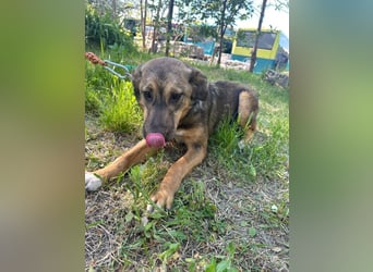 Willow - neugieriges, verspieltes Hunde-Mädchen sucht Zuhause mit Garten
