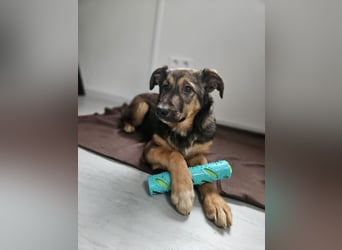 Willow - neugieriges, verspieltes Hunde-Mädchen sucht Zuhause mit Garten