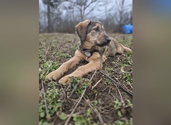 Viola - freundliches, verspieltes Hunde-Mädchen sucht Zuhause mit Garten