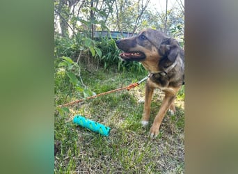 Willow - neugieriges, verspieltes Hunde-Mädchen sucht Zuhause mit Garten