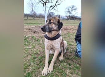 Dusty - freundlicher, verspielter, katzenverträglicher junger Rüde sucht ein Zuhause