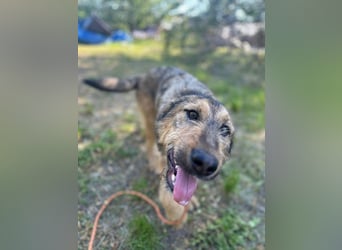 Viola - freundliches, verspieltes Hunde-Mädchen sucht Zuhause mit Garten