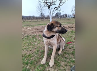 Dusty - freundlicher, verspielter, katzenverträglicher junger Rüde sucht ein Zuhause