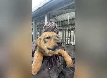 Viola - freundliches, verspieltes Hunde-Mädchen sucht Zuhause mit Garten