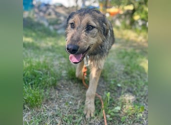 Viola - freundliches, verspieltes Hunde-Mädchen sucht Zuhause mit Garten