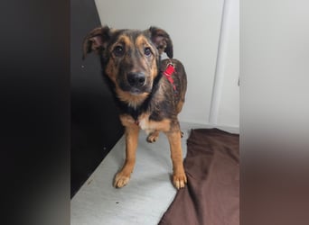 Willow - neugieriges, verspieltes Hunde-Mädchen sucht Zuhause mit Garten