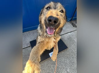 Viola - freundliches, verspieltes Hunde-Mädchen sucht Zuhause mit Garten