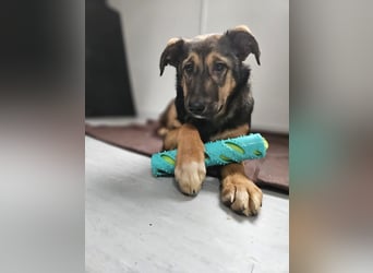 Willow - neugieriges, verspieltes Hunde-Mädchen sucht Zuhause mit Garten