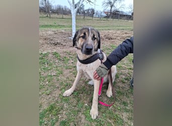 Dusty - freundlicher, verspielter, katzenverträglicher junger Rüde sucht ein Zuhause
