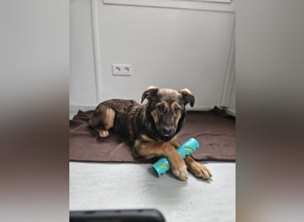 Willow - neugieriges, verspieltes Hunde-Mädchen sucht Zuhause mit Garten