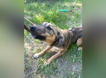 Willow - neugieriges, verspieltes Hunde-Mädchen sucht Zuhause mit Garten