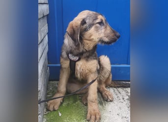 Viola - freundliches, verspieltes Hunde-Mädchen sucht Zuhause mit Garten