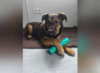 Willow - neugieriges, verspieltes Hunde-Mädchen sucht Zuhause mit Garten