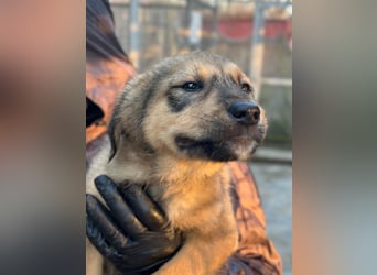Viola - freundliches, verspieltes Hunde-Mädchen sucht Zuhause mit Garten