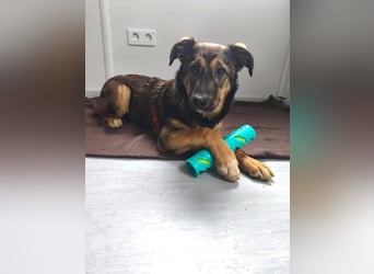 Willow - neugieriges, verspieltes Hunde-Mädchen sucht Zuhause mit Garten