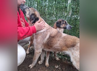 Dusty - freundlicher, verspielter, katzenverträglicher junger Rüde sucht ein Zuhause
