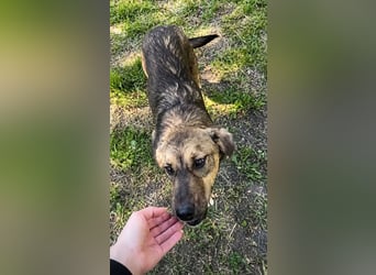 Willow - neugieriges, verspieltes Hunde-Mädchen sucht Zuhause mit Garten