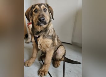 Viola - freundliches, verspieltes Hunde-Mädchen sucht Zuhause mit Garten