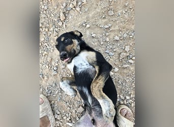 Hercules - erst etwas schüchtern, später anhänglich & verschmust