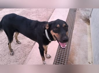 Hercules - erst etwas schüchtern, später anhänglich & verschmust