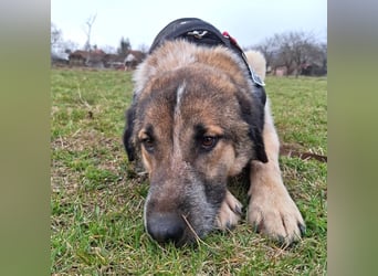 Dusty - freundlicher, verspielter, katzenverträglicher junger Rüde sucht ein Zuhause