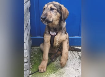 Viola - freundliches, verspieltes Hunde-Mädchen sucht Zuhause mit Garten
