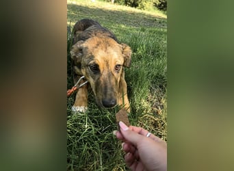 Willow - neugieriges, verspieltes Hunde-Mädchen sucht Zuhause mit Garten