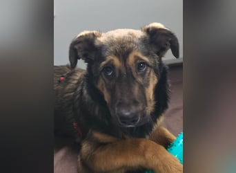 Willow - neugieriges, verspieltes Hunde-Mädchen sucht Zuhause mit Garten