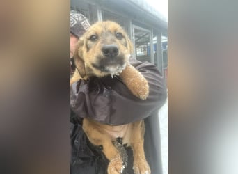Viola - freundliches, verspieltes Hunde-Mädchen sucht Zuhause mit Garten