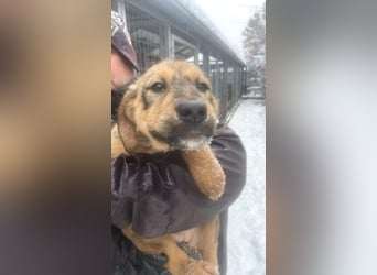 Viola - freundliches, verspieltes Hunde-Mädchen sucht Zuhause mit Garten