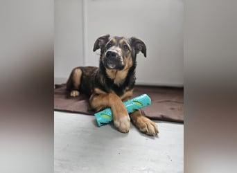 Willow - neugieriges, verspieltes Hunde-Mädchen sucht Zuhause mit Garten
