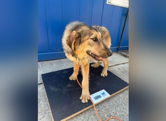 Viola - freundliches, verspieltes Hunde-Mädchen sucht Zuhause mit Garten