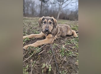Viola - freundliches, verspieltes Hunde-Mädchen sucht Zuhause mit Garten