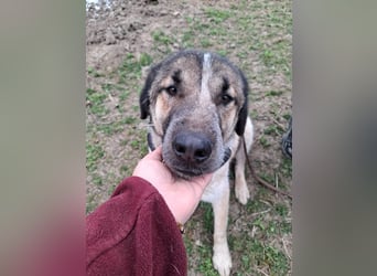 Dusty - freundlicher, verspielter, katzenverträglicher junger Rüde sucht ein Zuhause