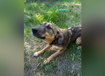 Willow - neugieriges, verspieltes Hunde-Mädchen sucht Zuhause mit Garten