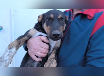 Hercules - erst etwas schüchtern, später anhänglich & verschmust