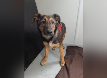 Willow - neugieriges, verspieltes Hunde-Mädchen sucht Zuhause mit Garten