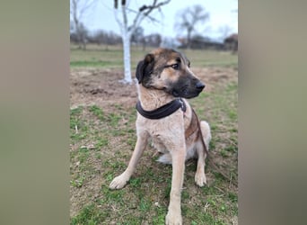 Dusty - freundlicher, verspielter, katzenverträglicher junger Rüde sucht ein Zuhause